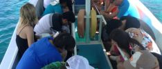 Excursion: Best-Tours Seychelles - Glass Bottom Boat Tour - St Anne Marine Park