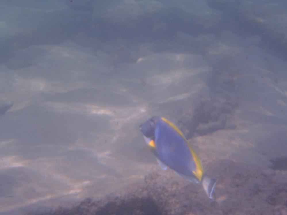 Unterwasserkamera - Fische