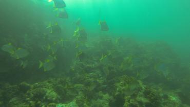 Unterwasserwelt Pointe au Sel