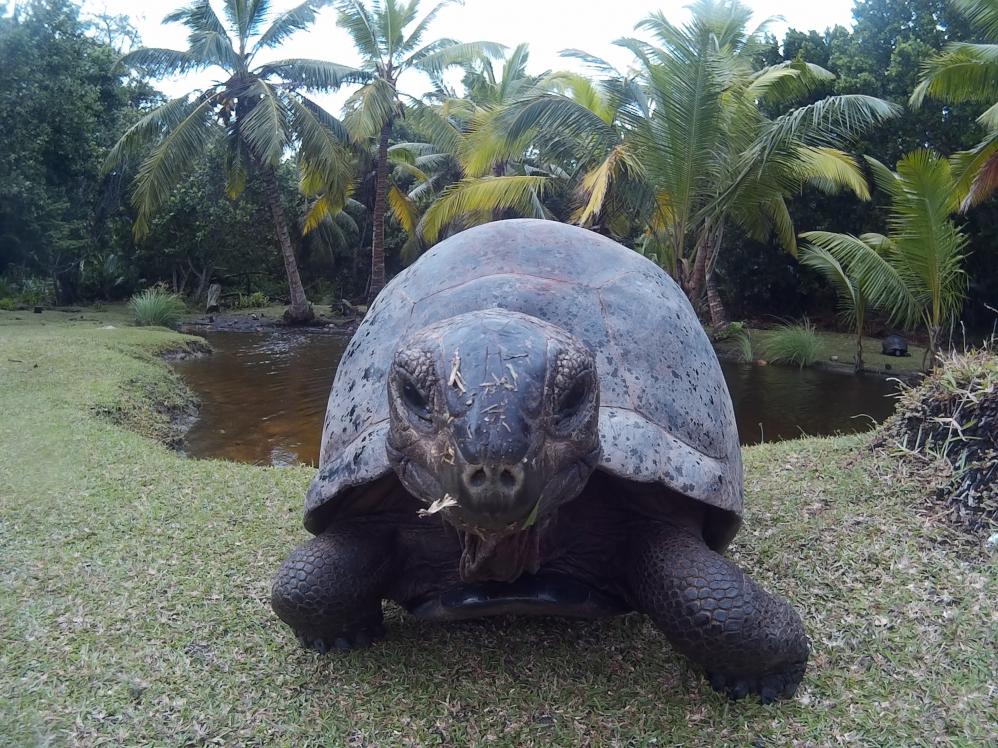 Riesenschildkröte