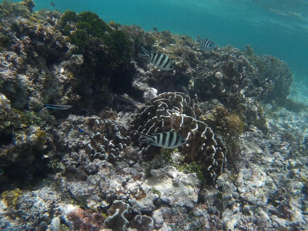 Unterwasserwelt der Seychellen - Mahé
