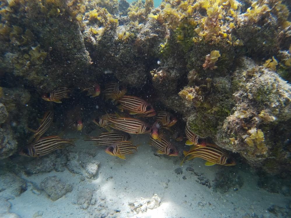 Unterwasserwelt der Seychellen - Mahé