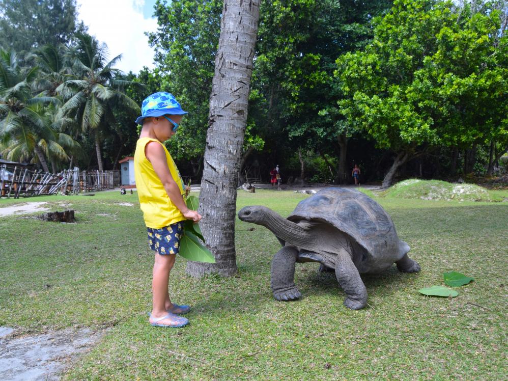 Le tartarughe giganti di Curieuse Island
