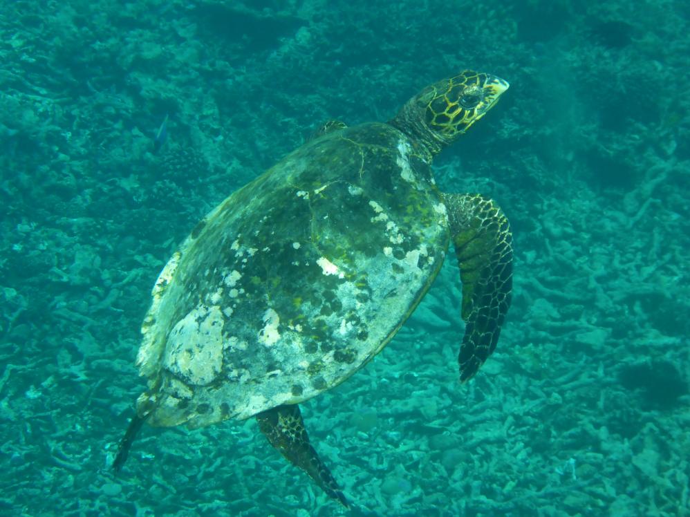 Schildkröte beim Schnorcheln, Coco Island