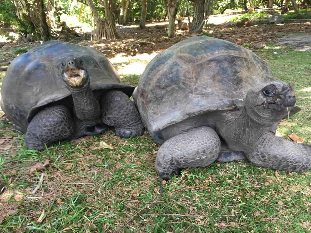 Curieuse Island, Schildkröten