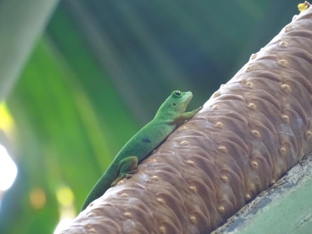 Seychellen-Taggecko im Vallée de Mai