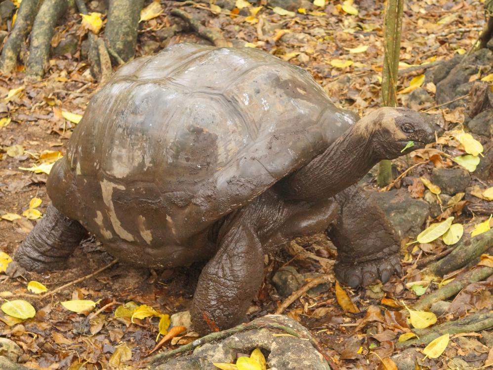 George die 150 Jahre alte Riesenschildkröte
