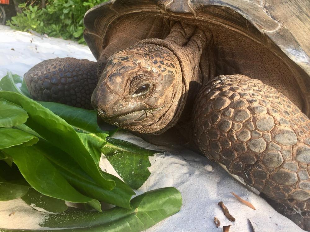 Schildkröte an der 13|Anse Severe, La Digue
