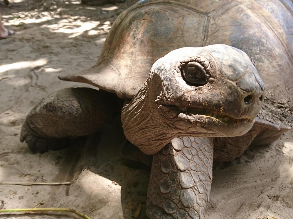 Aldabra Riesenlandschildkröten auf Curieuse