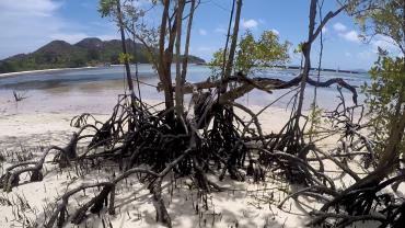 Mangroven auf Curieuse Island
