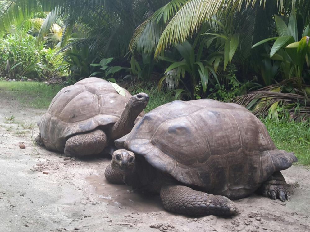 Giant Tortoises roaming Bird Island
