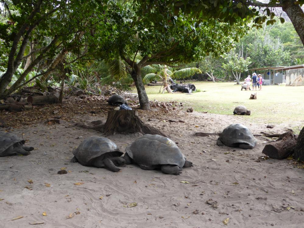 Auf der Schildkröten-Insel Curieuse Island -  hier haben wir ziemlich viel Zeit bei den  Tieren verbracht, bevor wir am Strand mit  einem tollen Barbecue verköstigt wurden.